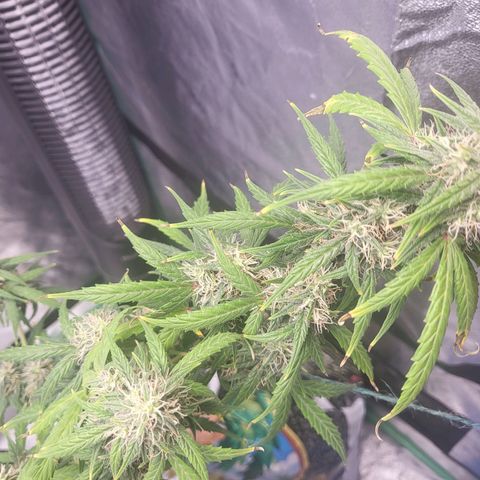 Girl Scout Cookies Auto growlog timeline photo