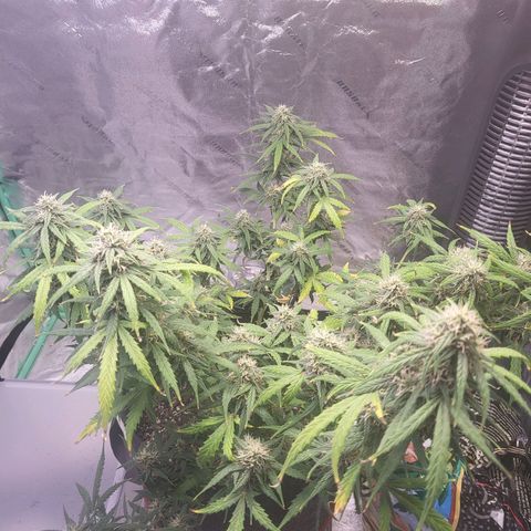Girl Scout Cookies Auto growlog timeline photo