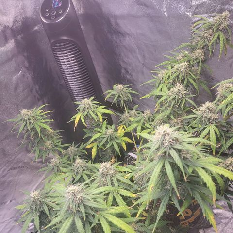Girl Scout Cookies Auto growlog timeline photo