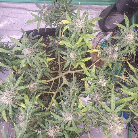 Girl Scout Cookies Auto growlog timeline photo