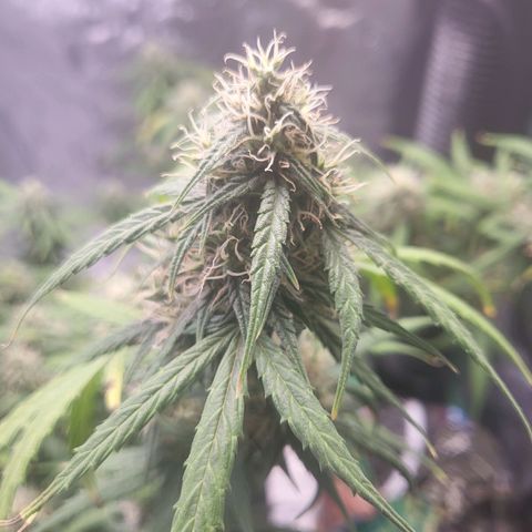 Girl Scout Cookies Auto growlog timeline photo