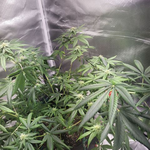 Unknown strain growlog timeline photo