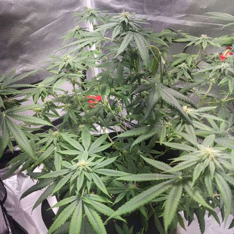 Unknown strain growlog timeline photo
