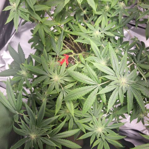 Unknown strain growlog timeline photo