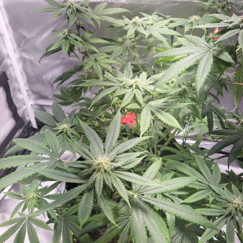 Unknown strain growlog timeline photo