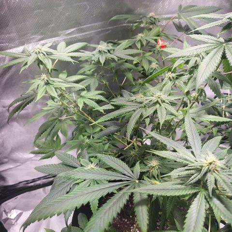 Unknown strain growlog timeline photo
