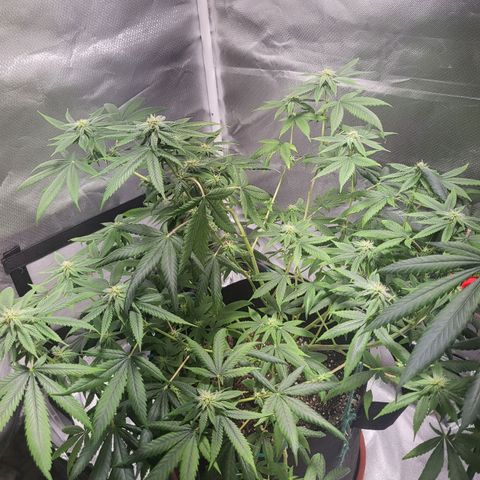 Unknown strain growlog timeline photo