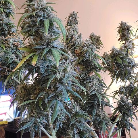 Girl Scout Cookies Auto growlog timeline photo