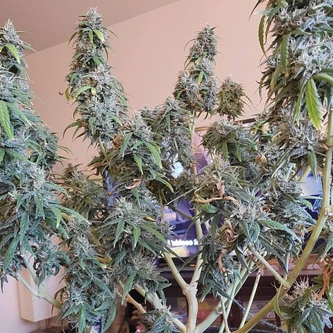 Girl Scout Cookies Auto growlog timeline photo