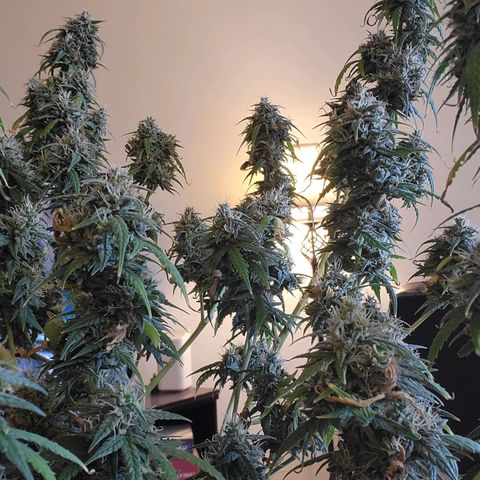 Girl Scout Cookies Auto growlog timeline photo