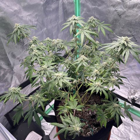 Unknown strain growlog timeline photo