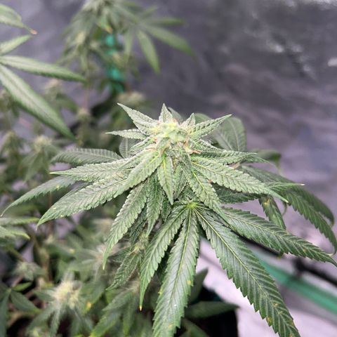 Unknown strain growlog timeline photo
