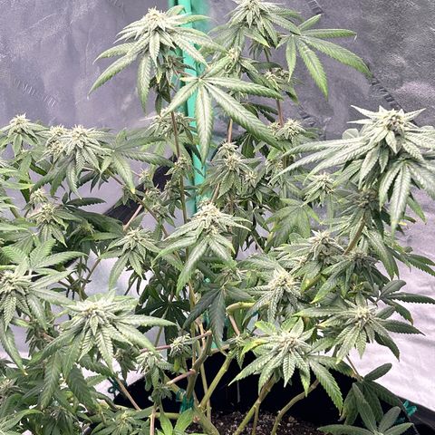 Unknown strain growlog timeline photo