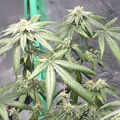 Unknown strain growlog timeline photo