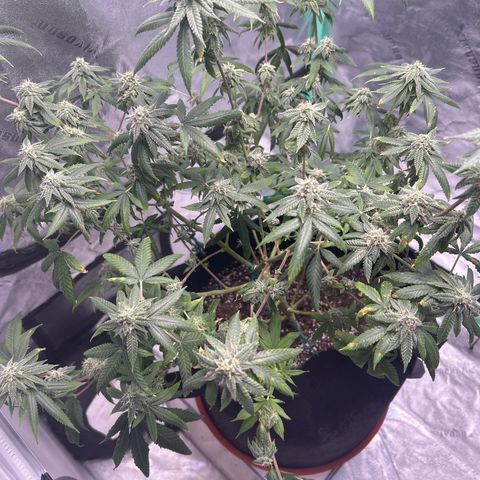 Unknown strain growlog timeline photo