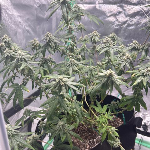 Unknown strain growlog timeline photo