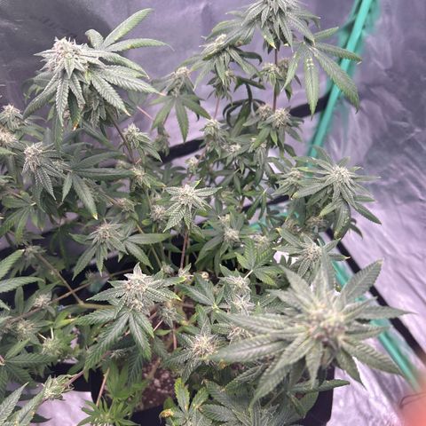 Unknown strain growlog timeline photo