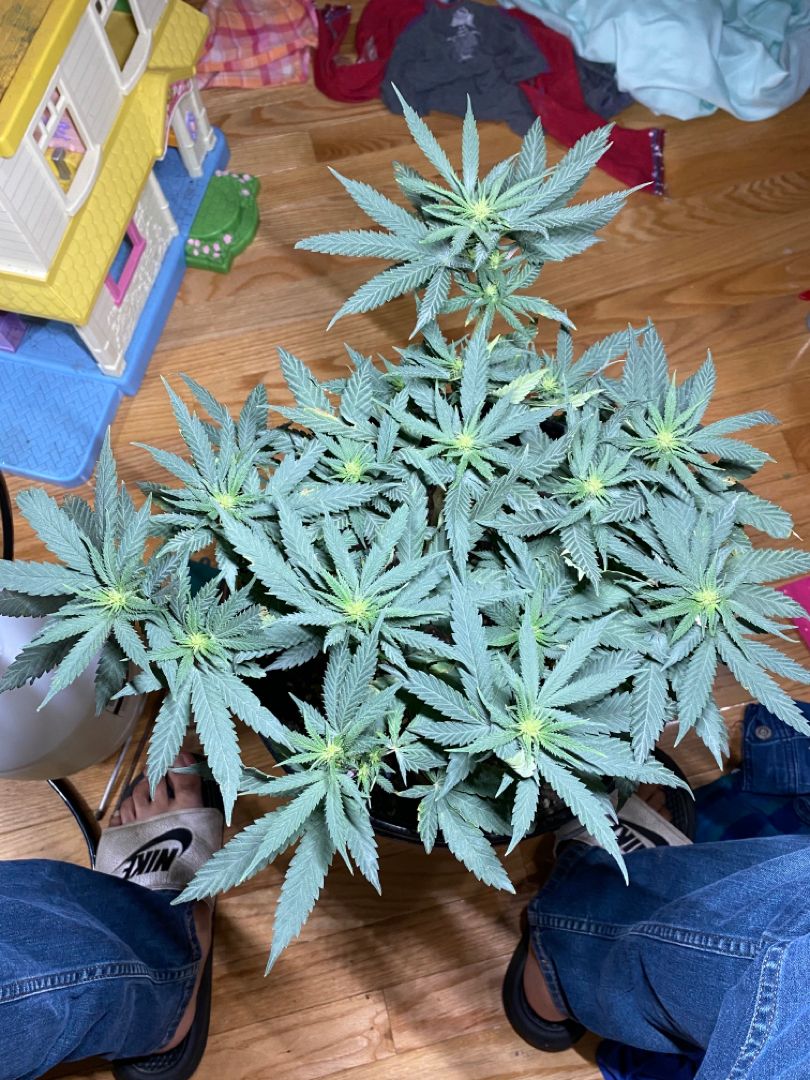 Gelato Cake #1 growlog header