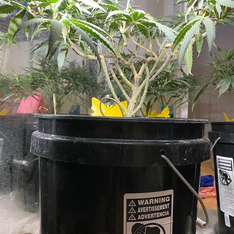 Gelato Cake #3 growlog timeline photo