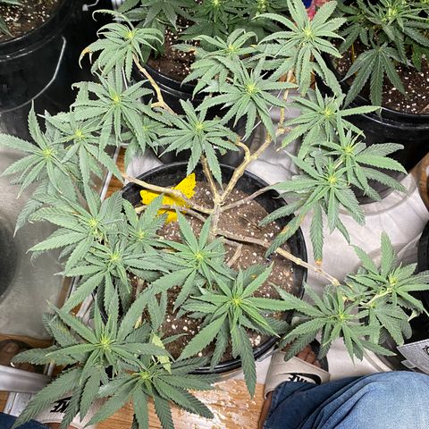 Gelato Cake #3 growlog timeline photo