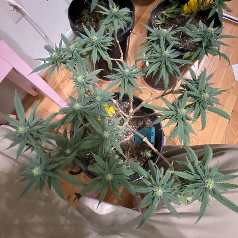 Gelato Cake #3 growlog timeline photo