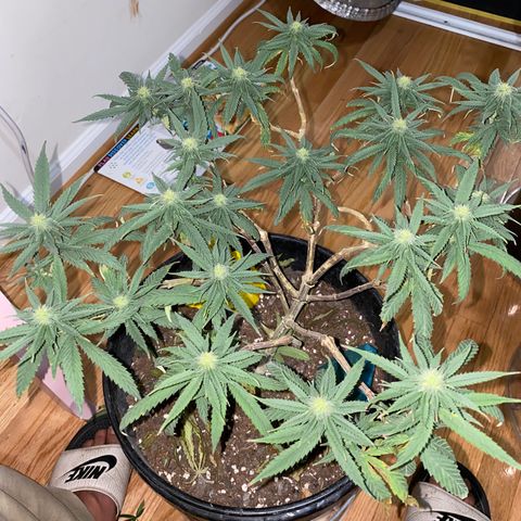 Gelato Cake #3 growlog timeline photo