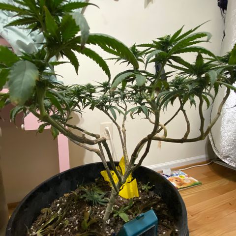 Gelato Cake #3 growlog timeline photo