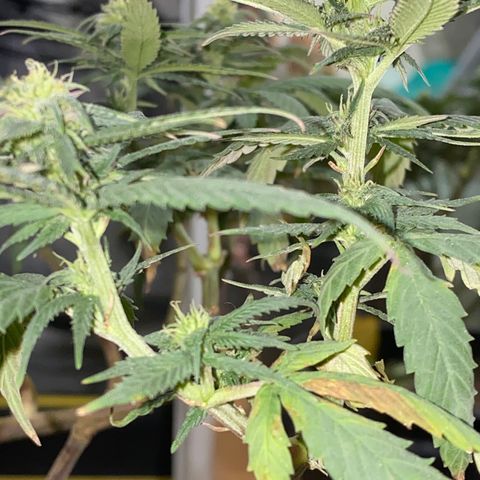 Gelato Cake #3 growlog timeline photo