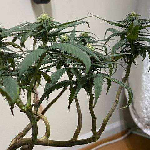 Gelato Cake #3 growlog timeline photo