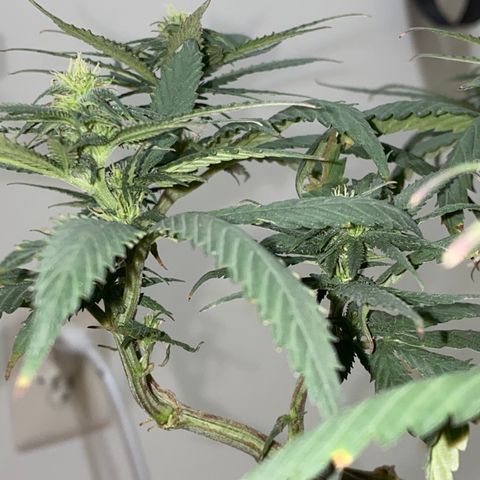 Gelato Cake #3 growlog timeline photo