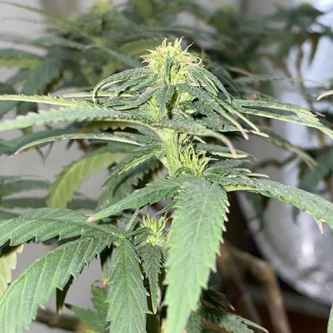 Gelato Cake #3 growlog timeline photo