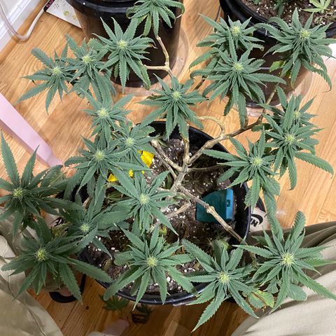Gelato Cake #3 growlog timeline photo
