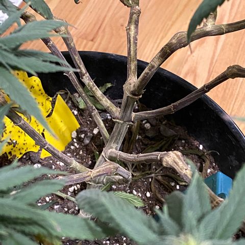 Gelato Cake #3 growlog timeline photo