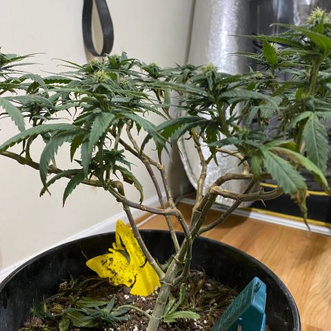 Gelato Cake #3 growlog timeline photo