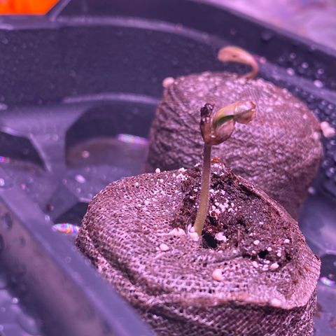 Lemon Haze growlog timeline photo