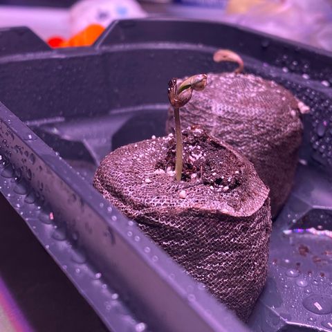 Lemon Haze growlog timeline photo