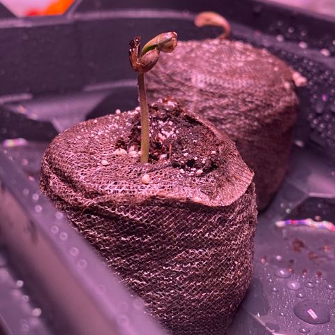 Lemon Haze growlog timeline photo