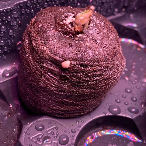 Platinum Kush Indica growlog timeline photo