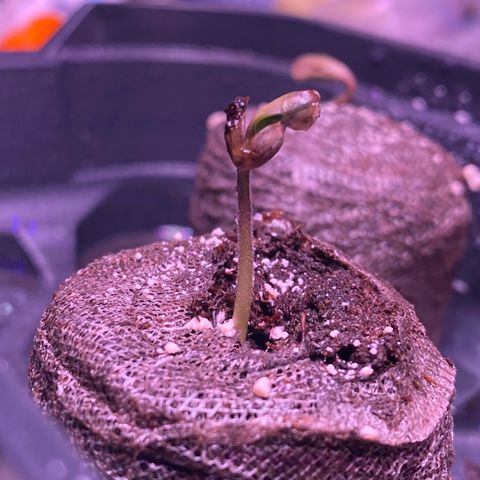Lemon Haze growlog timeline photo