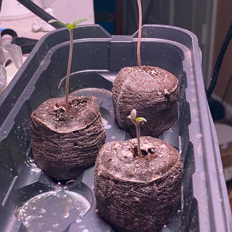 Platinum Kush Indica growlog timeline photo