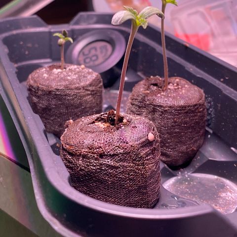 Platinum Kush Indica growlog timeline photo