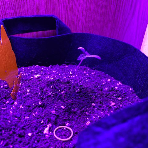 Pete’s Dragon growlog timeline photo