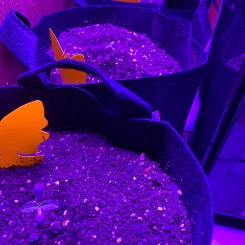 Pete’s Dragon growlog timeline photo