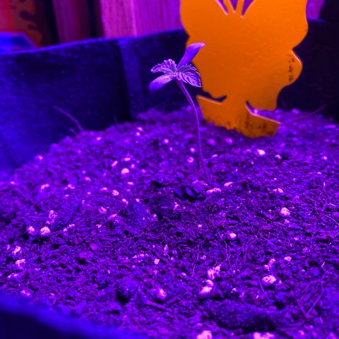 Pete’s Dragon growlog timeline photo