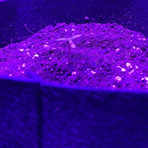 Pete’s Dragon growlog timeline photo