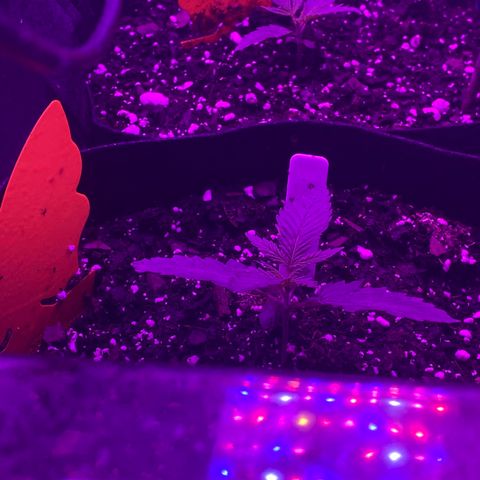 Lemon Haze growlog timeline photo