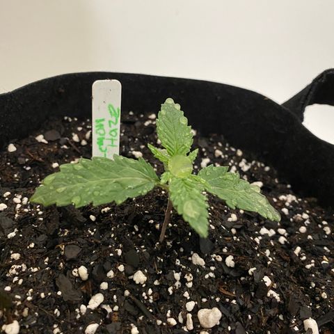 Lemon Haze growlog timeline photo