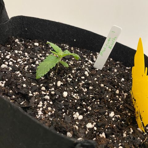 Platinum Kush Indica growlog timeline photo