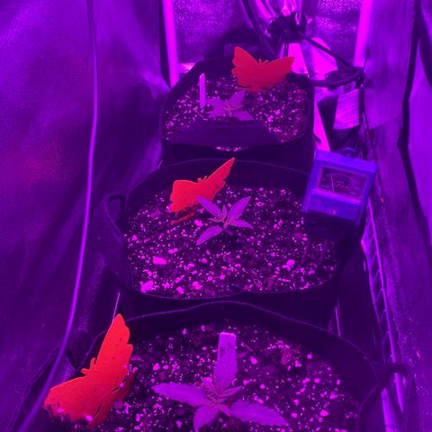 Platinum Kush Indica growlog timeline photo