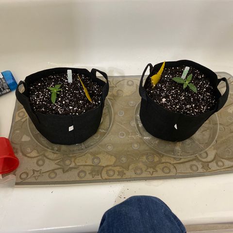 Pete’s Dragon growlog timeline photo